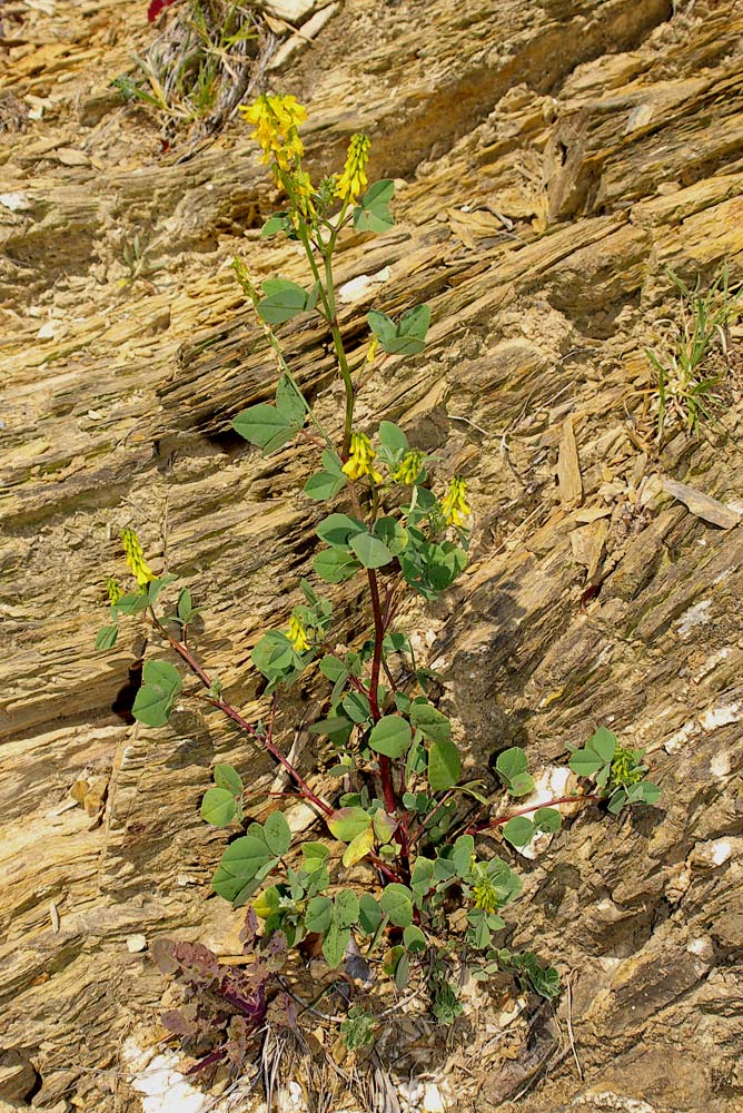 Trigonella italica (=Melilotus italica) / Meliloto italico